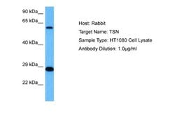 Translin Rabbit anti-Human, Polyclonal, Novus Biologicals 0.1 mL | Buy Online | Novus Biologicals | Fisher Scientific